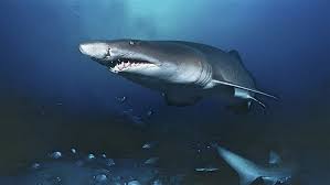 In the name of allah, most compassionate, most merciful,. Import And Re Export Of Shark Meat Banned In The Uae As Part Of Conservation Efforts