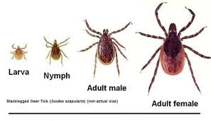 When Is The Right Time To Spray For Ticks In Your Yard Red Cedar Inc