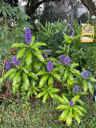 Image result for Vitex thyrsiflora