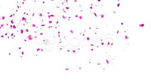 Sakura Petals Png Sakura Petals Transparent Background Freeiconspng Vector background with spring cherry blossom. sakura petals png sakura petals