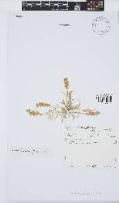 Image result for Tragus pedunculatus