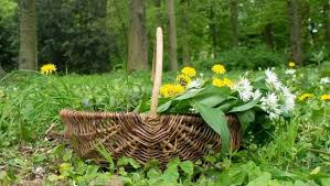 If you want to grow wild garlic from a bulb, plant it at the end of summer, in august or in september, when garlic has already gone out of bloom. How To Grow A Foraging Garden Stuff Co Nz