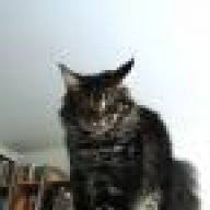 Die laktose in der milch ist für die katze unvertragäglich, daher nur laktosefreie ist katzenmilch für katzen schädlich? Raucherstabchen Schadlich Fur Katzen