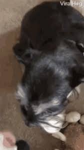 Maybe you would like to learn more about one of these? Cute Angry Dog Gifs Tenor