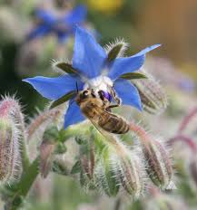 Image result for Borago officinalis