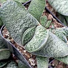 Image result for Virectaria