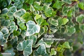 Image result for Hedera