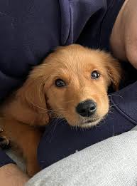 Mini goldendoodle refusing to potty outside alone?