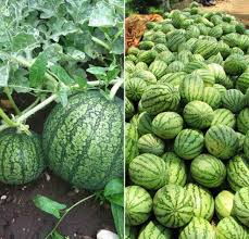 Watermelon helps prevent kidney disorders, diabetes, heart diseases, heat stroke, macular degeneration and impotence.watermelon is a good source of vitamins a and c. Watermelon Seed Germination Time Temperature Process Agri Farming