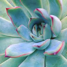 The cactus is probably one of the most misunderstood plants. Cacti Succulent Care The Prickly Hippie