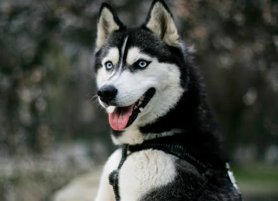 Huskies Dogs For Adoption
