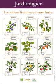 Jardimagier Les Arbres Fruitiers Et Leurs Fruits Arbre Fruitier Fruitier Jardinons A L Ecole