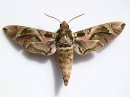 Image result for Burttdavya