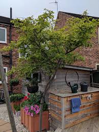 We did not find results for: What S This Tree 15 Years Old White Flowers In April Red Berries In June Time Has Not Grown Much In 15 Years Whatsthisplant
