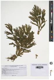 Image result for Selaginellaceae