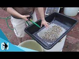 481 How To Quickly Wash Aquarium Pea Gravel Tank Tip Youtube