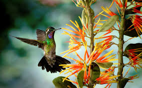 Hd Wallpaper Birds And Flowers Hd Hummingbird Wallpaper Download Free 112526 Hummingbird Wallpaper Animal Wallpaper Bird Wallpaper