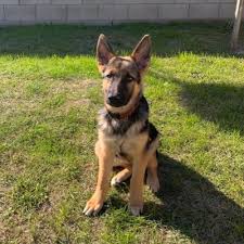 Sidemar honorio vs matt lozano | wsof 13, 2014. Matt Lozano Mlozano2 Twitter