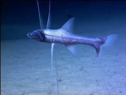 This link takes you to their section titled real medical autopsy. 10 Surreal And Twisted Fish Listverse