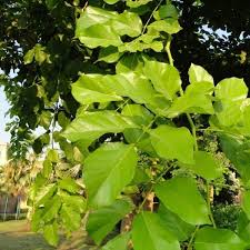 Image result for Millettia pinnata