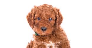 Mini irish doodle full grown. Irish Doodle Dog Breed Complete Guide Az Animals