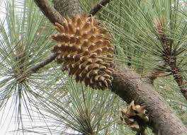 Le Pin De Coulter Le Faiseur De Veuves Arbres Remarquables Maison Forestiere Et Nature