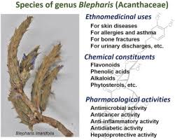 Image result for Blepharis stuhlmannii