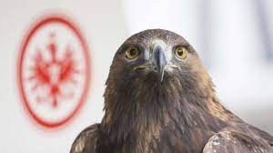 Keine registrierung notwendig, einfach kaufen. Eintracht Frankfurt Sge Einzelkritik Wie Haben Sich Die Adler Gegen Benfica Lissabon Geschlagen Eintracht