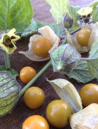 Image result for Physalis peruviana