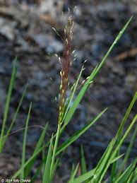 Image result for Digitaria complanata