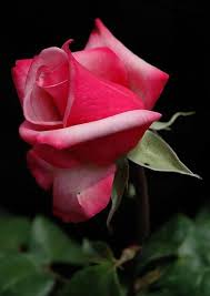 pin by avatar avatar on pretty flowers rose buds beautiful roses very beautiful flowers