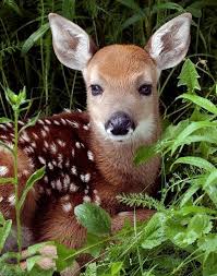 Animals Cute Animals Animals Baby Animals