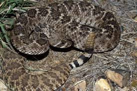 Black And White Striped Snake Texas Western Diamondback Rattlesnake Crotalus Atrox Reptile Snakes Rattlesnake All About Snakes