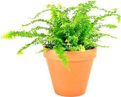 Image result for ledviník