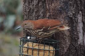 Bird With No Feathers Brown Thrasher Without Its Tail Feathers Common Birds Brown Thrasher Animals