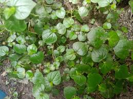 Resep 'daun sirih cina' paling teruji. Sirih Cina Weed Plants That Are Beneficial For Health Peakd