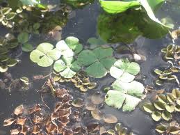 Image result for Marsilea macrocarpa