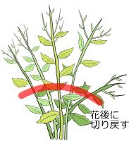 キキョウの育て方 ヤサシイエンゲイ