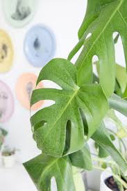 We did not find results for: Diy Pflanzenliebe Monstera Vermehren Mein Feenstaub