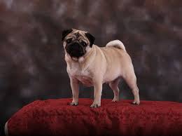 If you are looking to adopt or buy a pom take a look here! Coral Bay Pug Papillon Breeder In Loxahatchee Florida Pet Price List