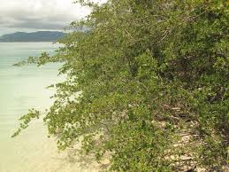 Image result for Pemphis