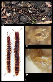Image result for Oxyrhachis gracillima