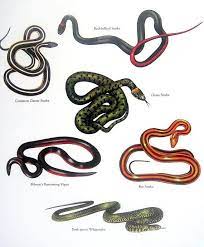 Snakes Red Bellied Snake Common Garter Snake By Mysunshinevintage 10 00 Rat Snake Snake Illustration Snake