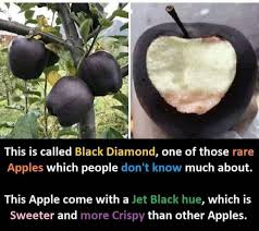 Pin By Quotes King And Everything On Random Pins Black Apple Apple Fruit Apple