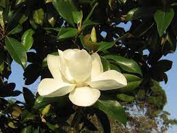 Www Lifepopularclothing Com Magnolia Grandiflora Magnolia Trees Southern Magnolia