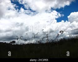 Image result for Ctenium concinnum