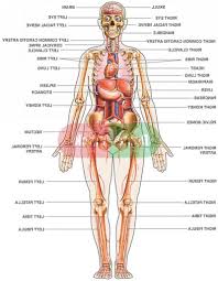 Kidneys and bladder, human internal organ diagram. Female Human Body Diagram Of Organs Human Anatomy Diagram Female Anatomy Human Body Human Body Organs Human Anatomy Female Human Body Anatomy