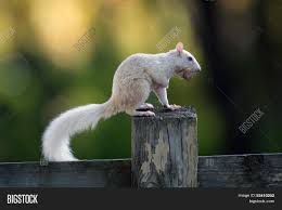 Maybe you would like to learn more about one of these? White Squirrel Image Photo Free Trial Bigstock
