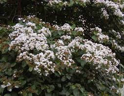 Image result for Cordia africana