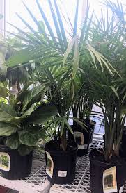 How To Care For An Indoor Majesty Palm House Full Of Summer Coastal Home Lifestyle